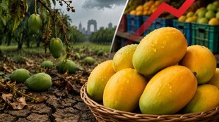 Delhi Mango Price, Mango Price, Delhi News,