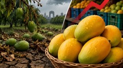 दिल्ली में मौसम की मार से आम की आवक धीमी, दामों में तेजी