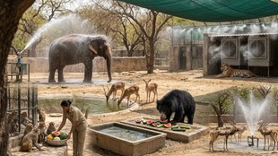 Delhi Zoo Braces for Heatwave: Coolers, Special Diets, and Hydration Plans for Animals