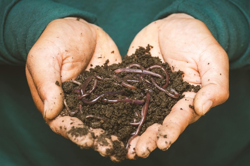 EARTHWORMS IMPROVE SOIL