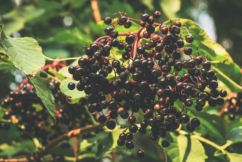 ELDERBERRIES