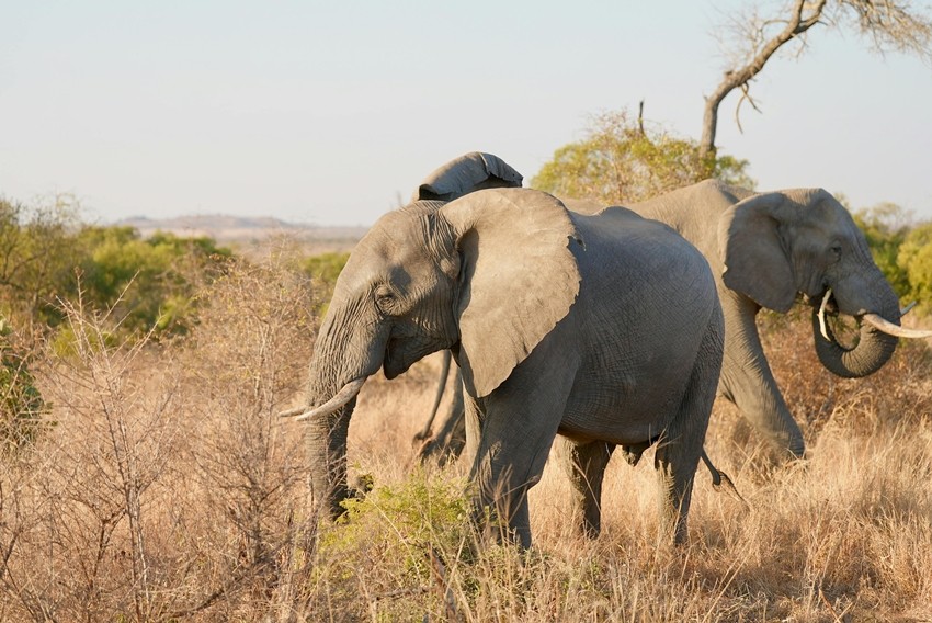 Elephants