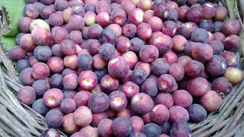 FALSA