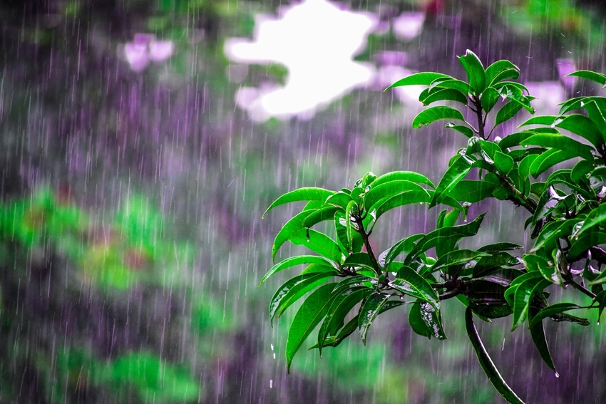 FORESTS CREATE RAIN