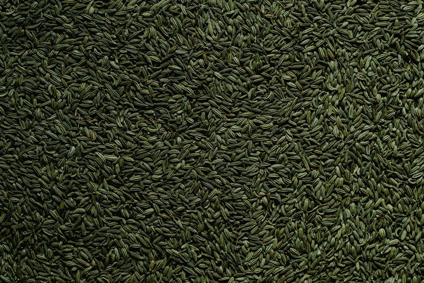 Fennel Water
