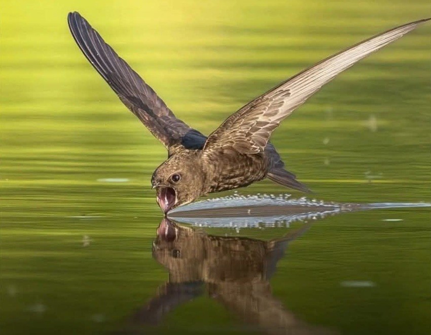 Flight endurance