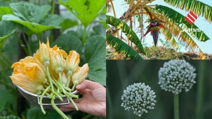 Flowers Used in Indian Cuisine