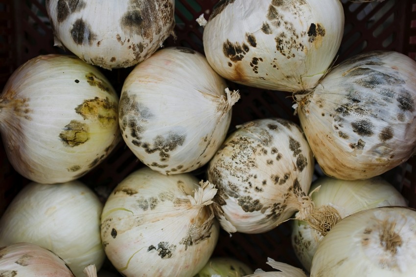 Food safety onions
