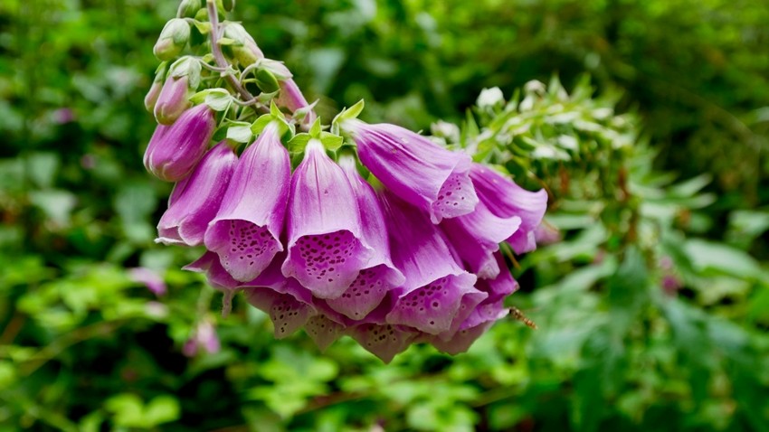 Foxglove