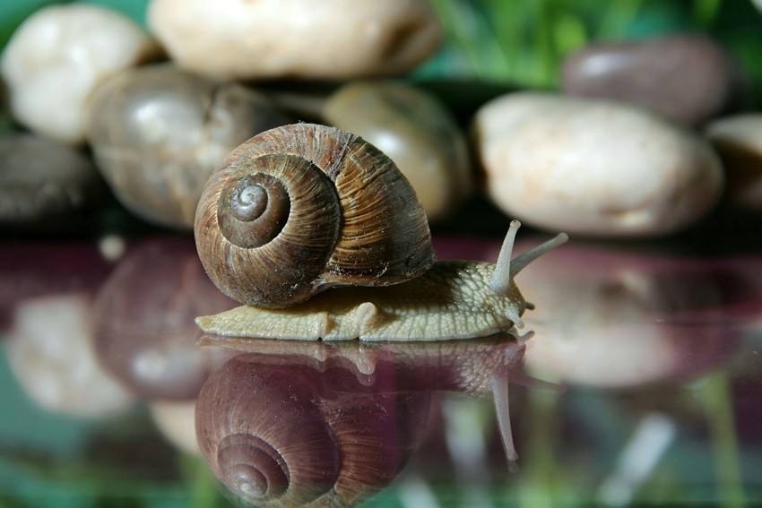 Freshwater snails
