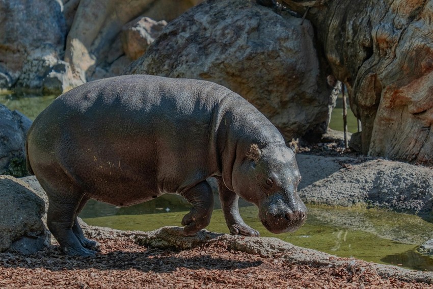 Hippopotamus