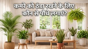 Home-cooling-plants | Home cooling indoor plants | Best summer flowers for home