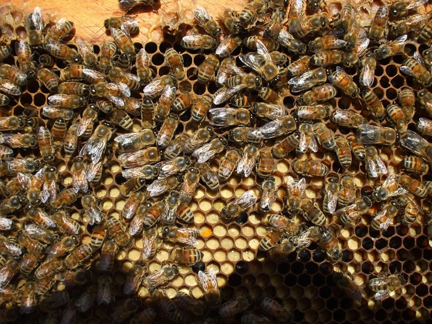Honey facts