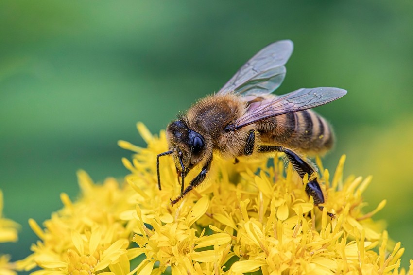 Honey production