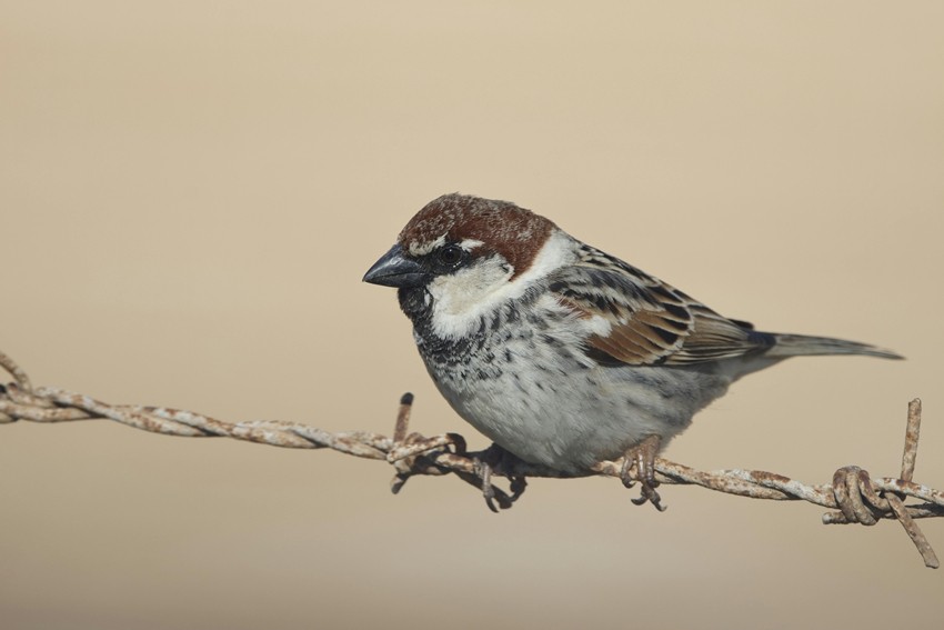 House Sparrows