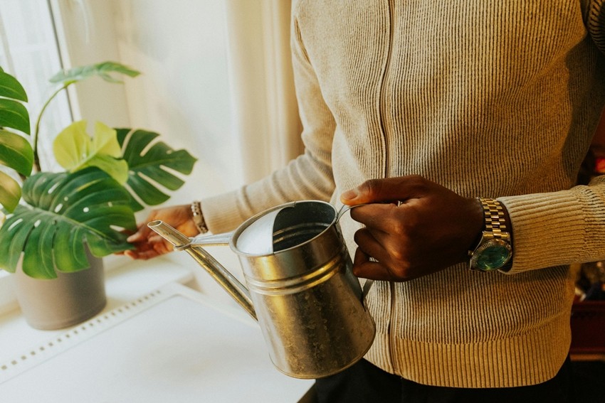 Houseplant care basics