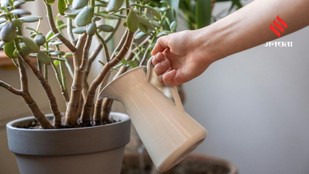 How Much Water Do Indoor Plants Really Need