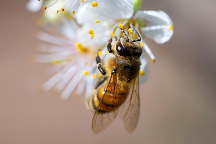 How bees make honey