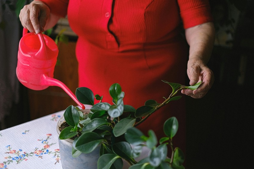 How often to water indoor plants