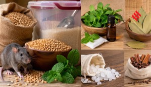 How to Protect Wheat and Rice from Rats