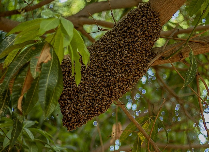 Importance of bees