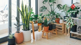 Indoor plants for clean air