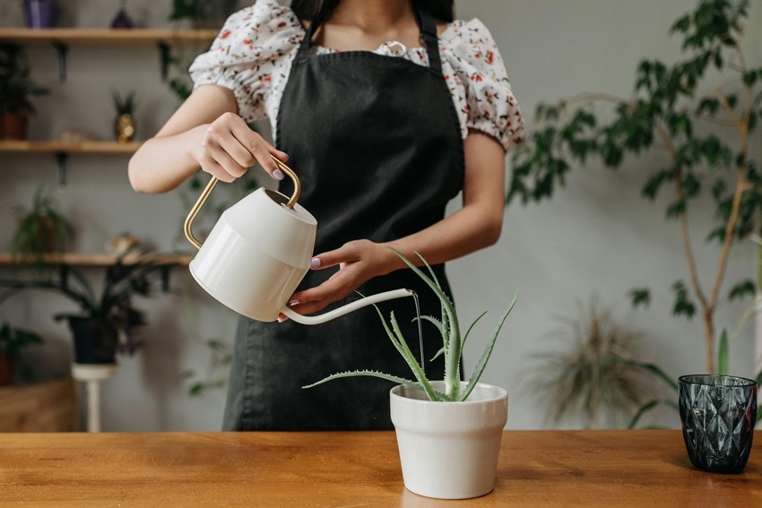 Indoor plants watering tips