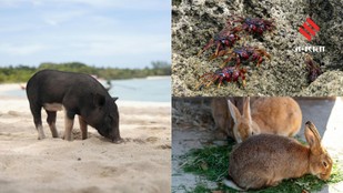 Islands Where Animals Outnumber Humans by Thousands