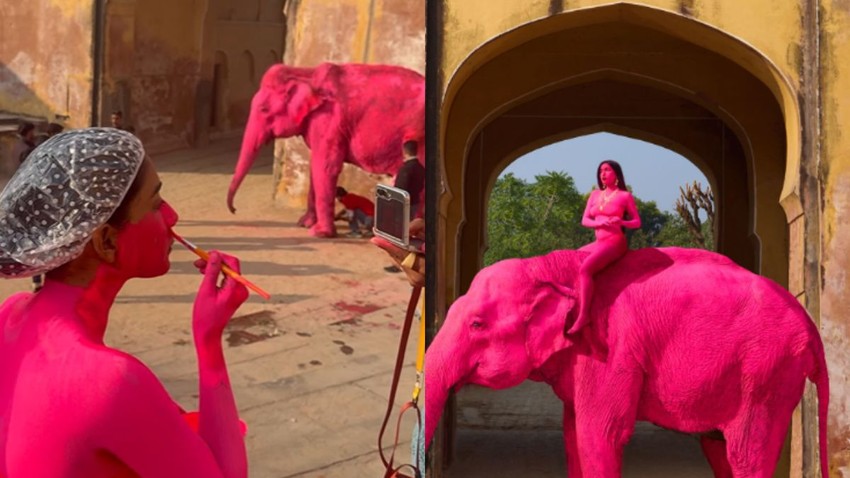 Jaipur Elephant Death Controversy Photoshoot Row Russian Photographer and PETA Angle Explained