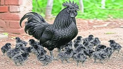 किस्सा कड़कनाथ का | प्रेरक पक्षी कथा और मुनमुन की सफलता की कहानी