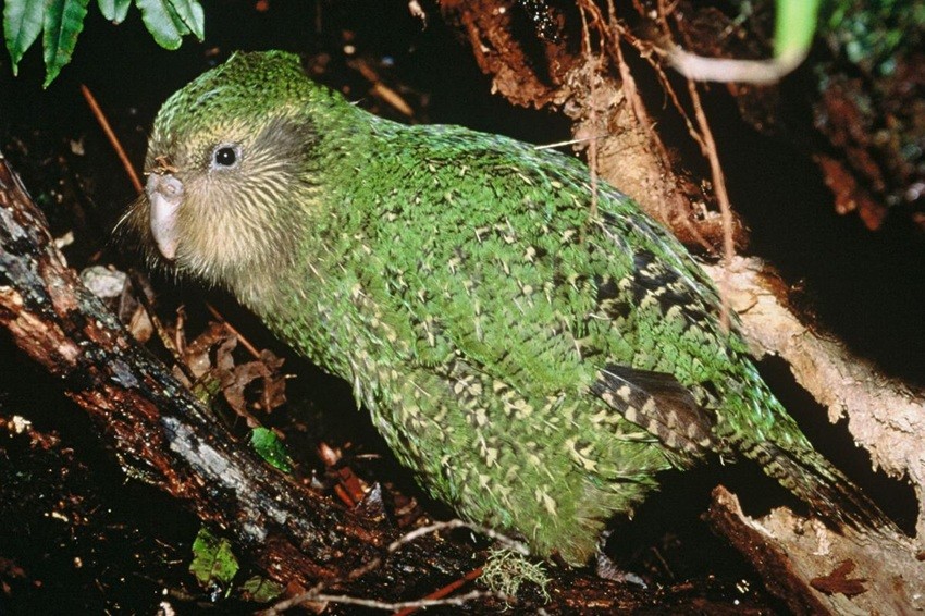 Kākāpō