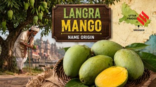 Langra mango name origin