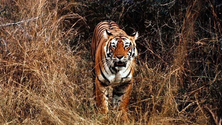 Legendary Tigers of India (BBC)