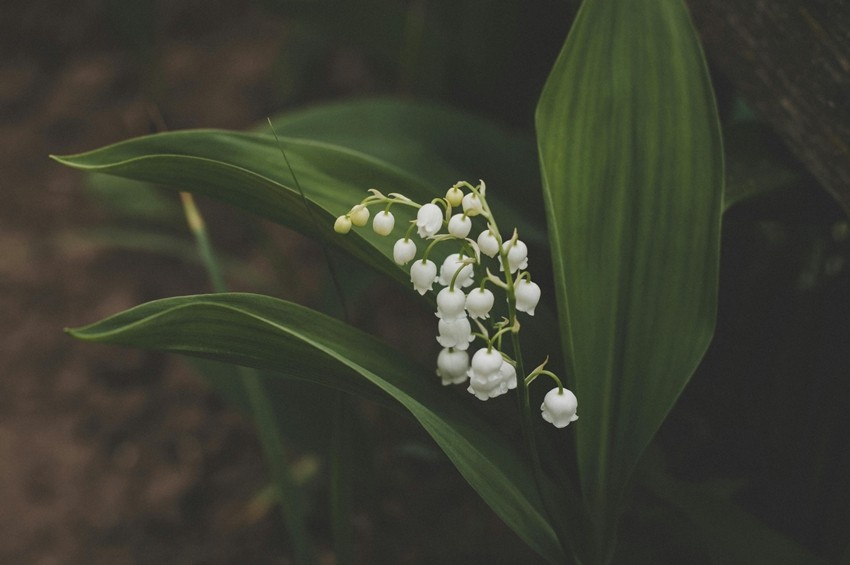 Lily of the Valley