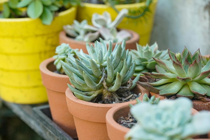 Low-Cost Plants