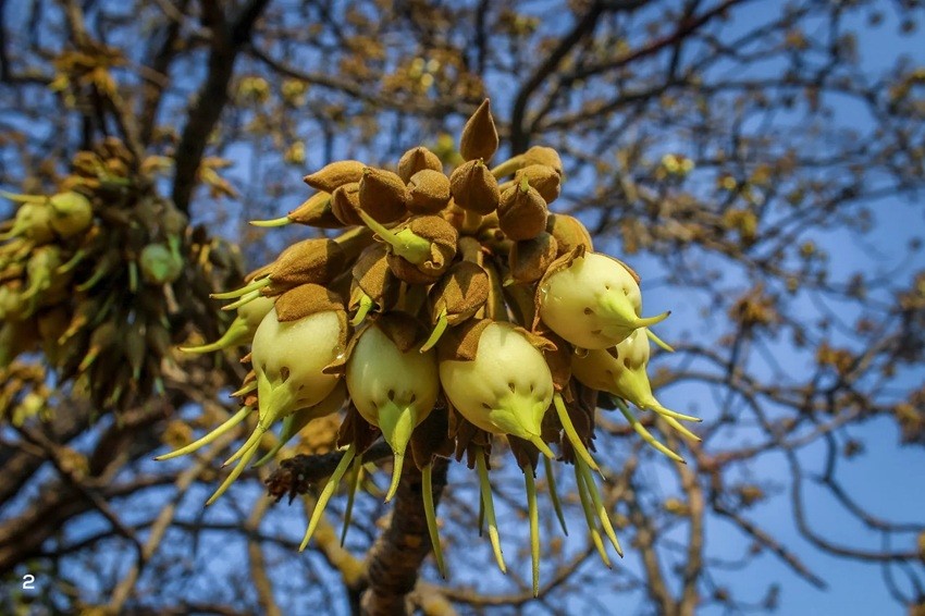 MAHUA