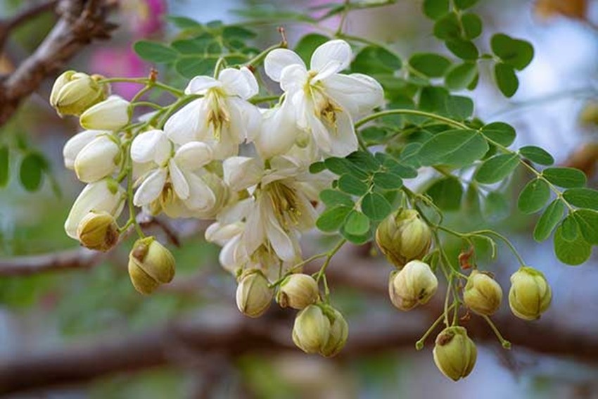 MORINGA FLOWER