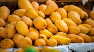 Hyderabad Mangoes, Chemically Ripened Mangoes, H-Fast