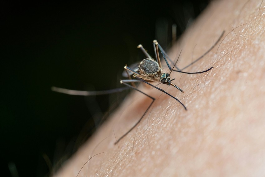 Mosquitos