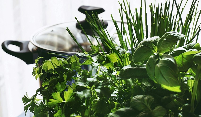 Multipurpose Plants