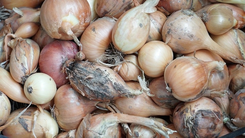 Mycotoxins in food