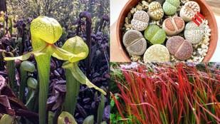 Nature Most Unusual Leaf Adaptations