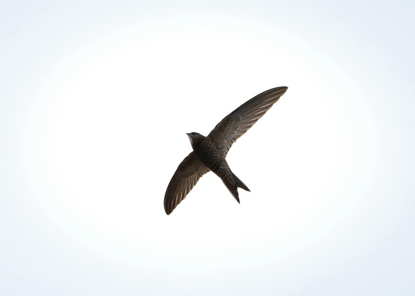 Nonstop flight