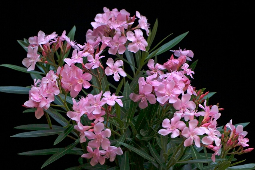 OLEANDER