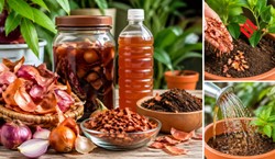 प्याज के छिलके को फेंके नहीं, पौधों के लिए ऐसे बनाएं खाद