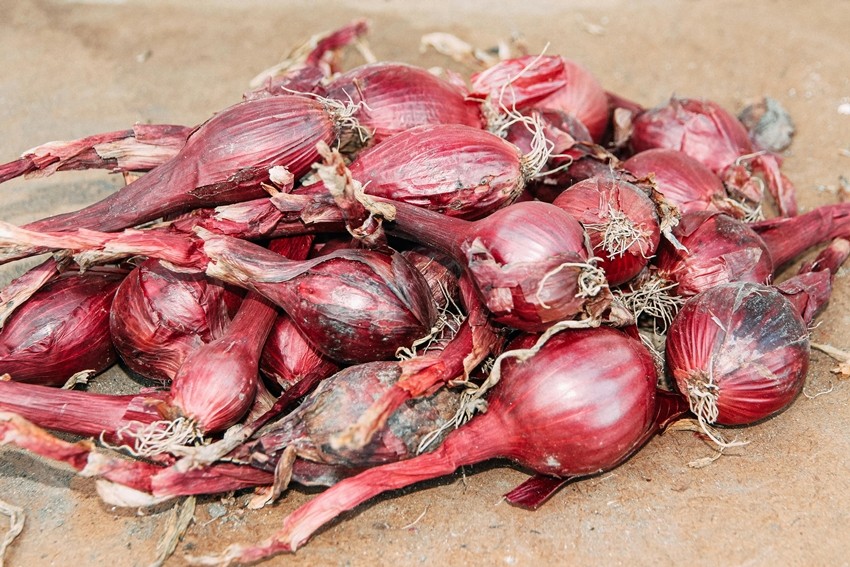Onion mold fungus