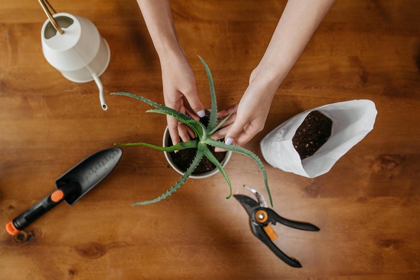 Overwatering indoor plants