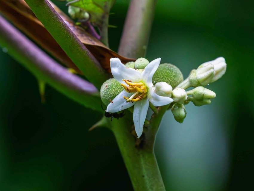 PAPAYA FLOWERS