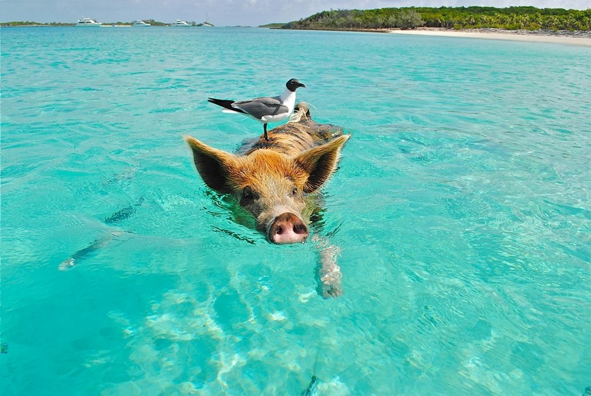 PIG BEACH, BAHAMAS