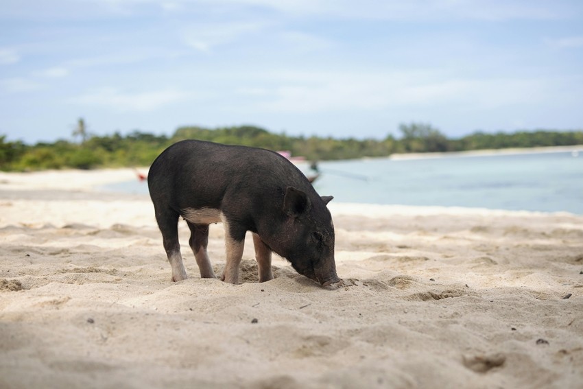 PIG BEACH